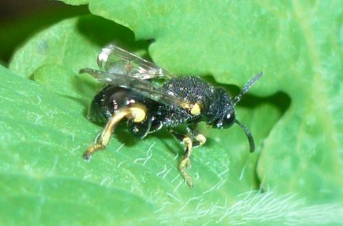 Brachymeria (tibialis-zygaeneae)